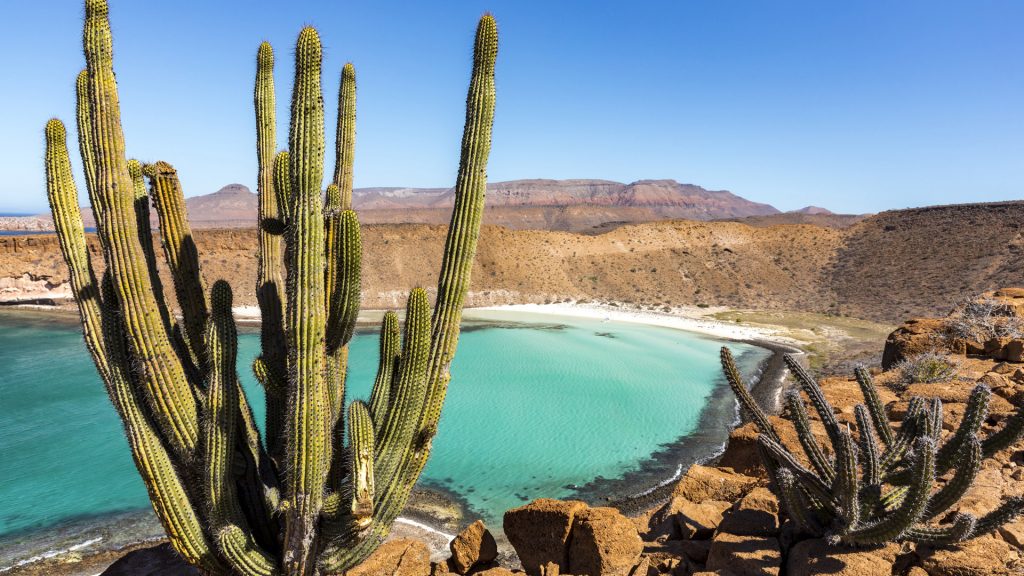 Giant Cardon cactus on Isla Espíritu Santo in the sea of Cortes, Baja California Sur, Mexico
