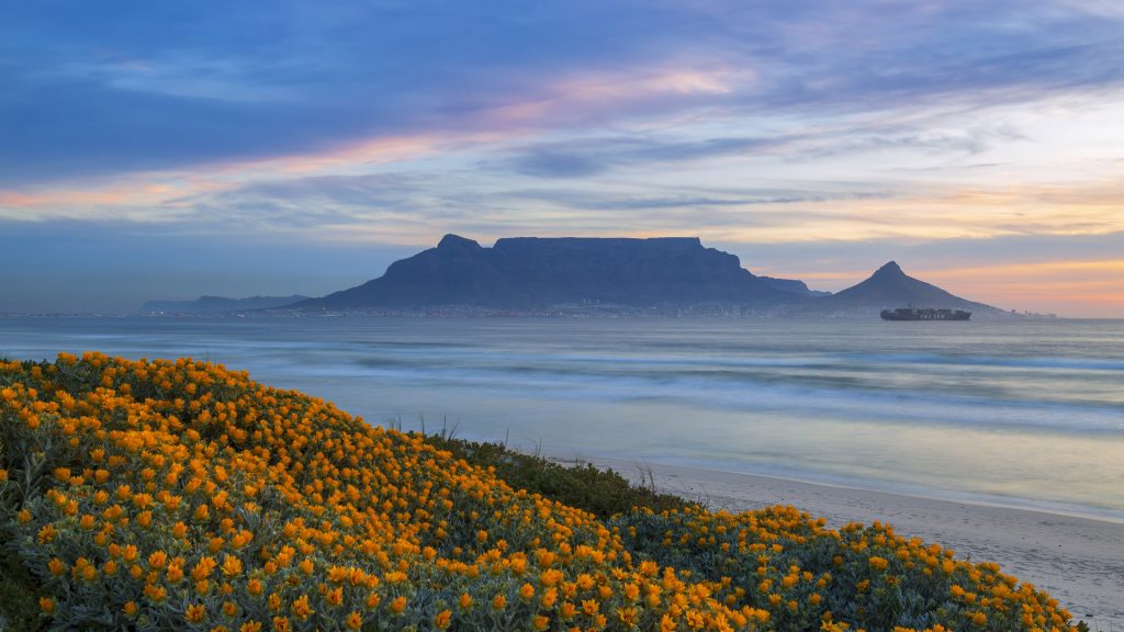 Table Mountain at sunset with spring flowers along the coastline, South Africa