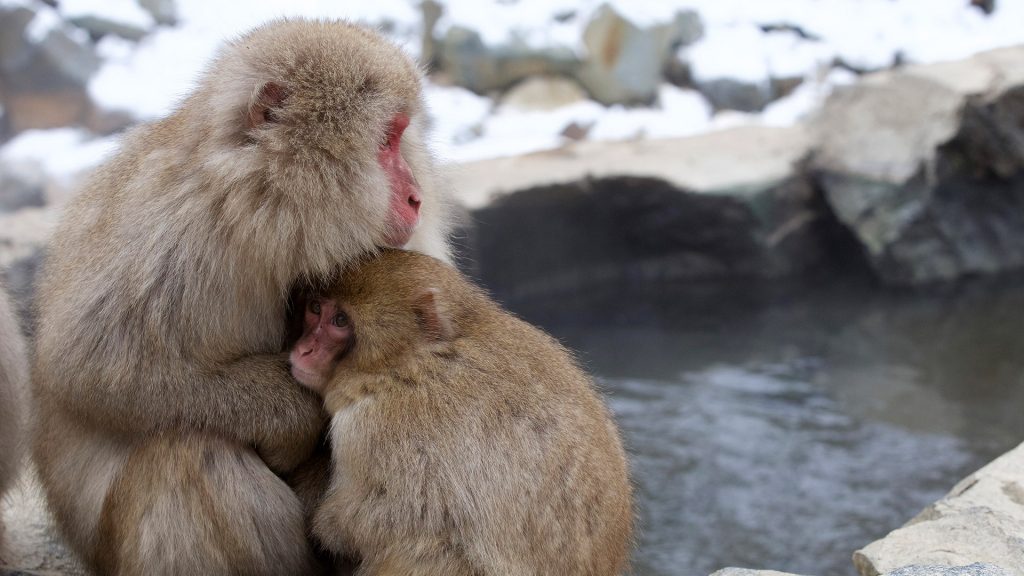 A snow monkey with child (Japanese Macaque) near a hot spring in winter, Nagano, Japan