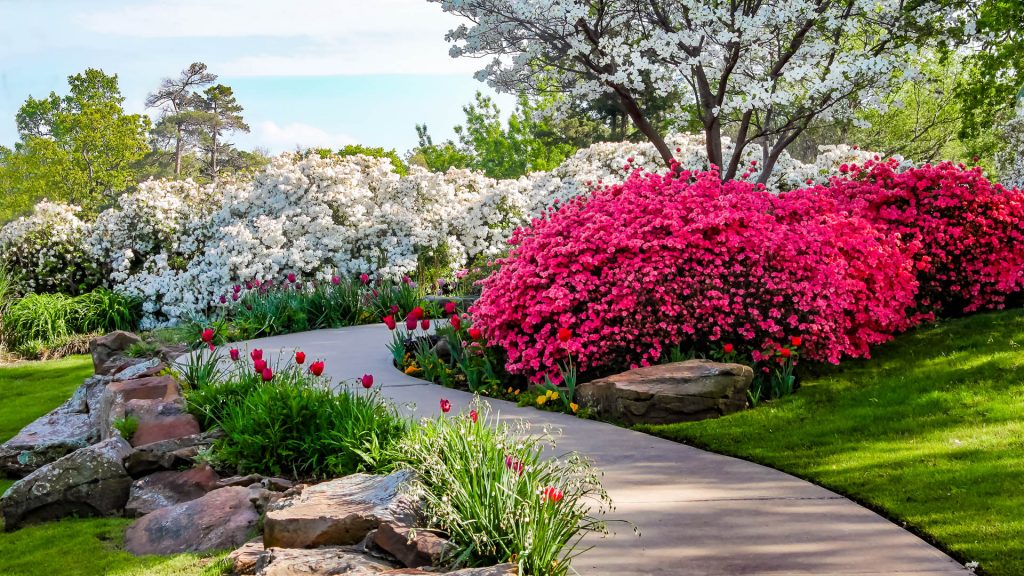 Path through azaleas and dogwood trees with tulips, Tulsa, Oklahoma, USA