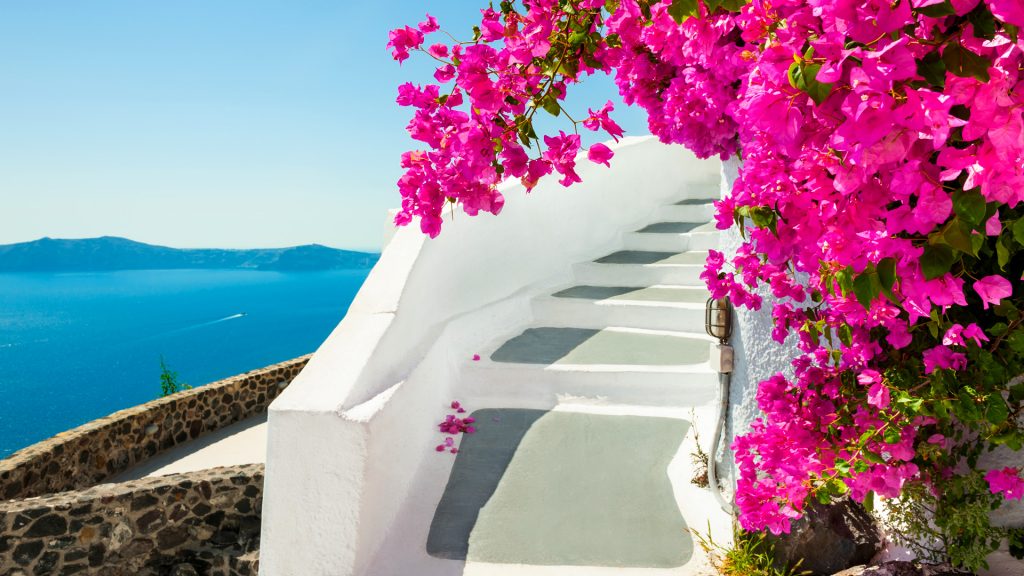 White architecture and pink flowers with sea view, Santorini island, Greece
