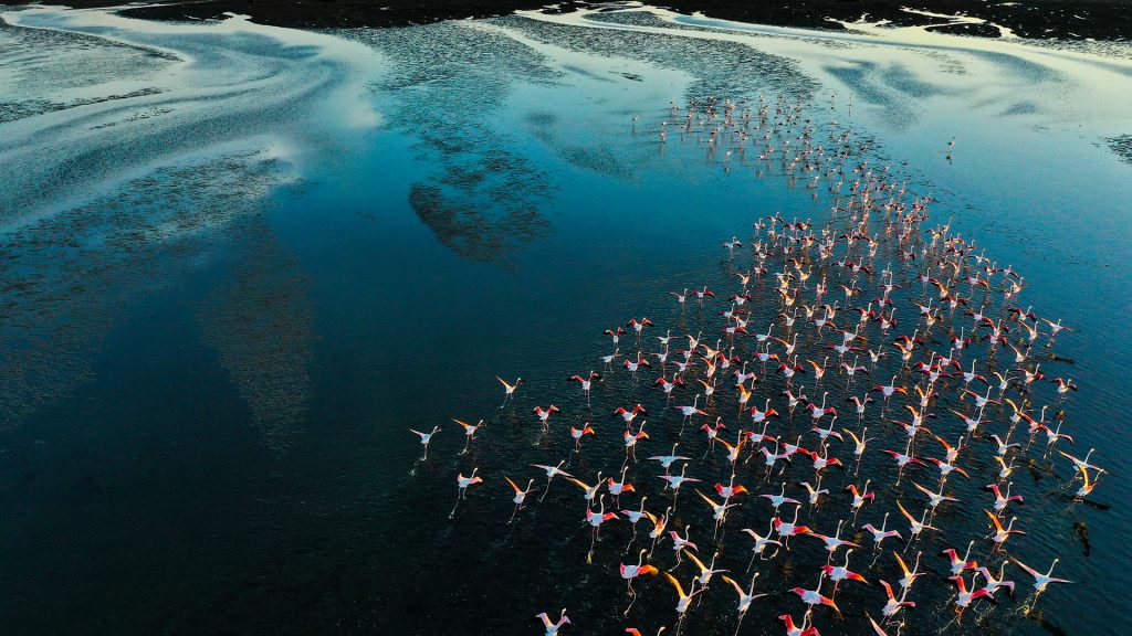 Flamingos flying by the shallow water in late afternoon sunlight, Mussulo Bay, Angola