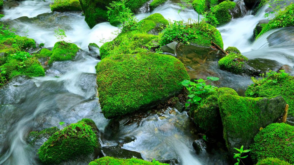 Stones covered by moss in water, Matsumoto, Nagano Prefecture, Japan