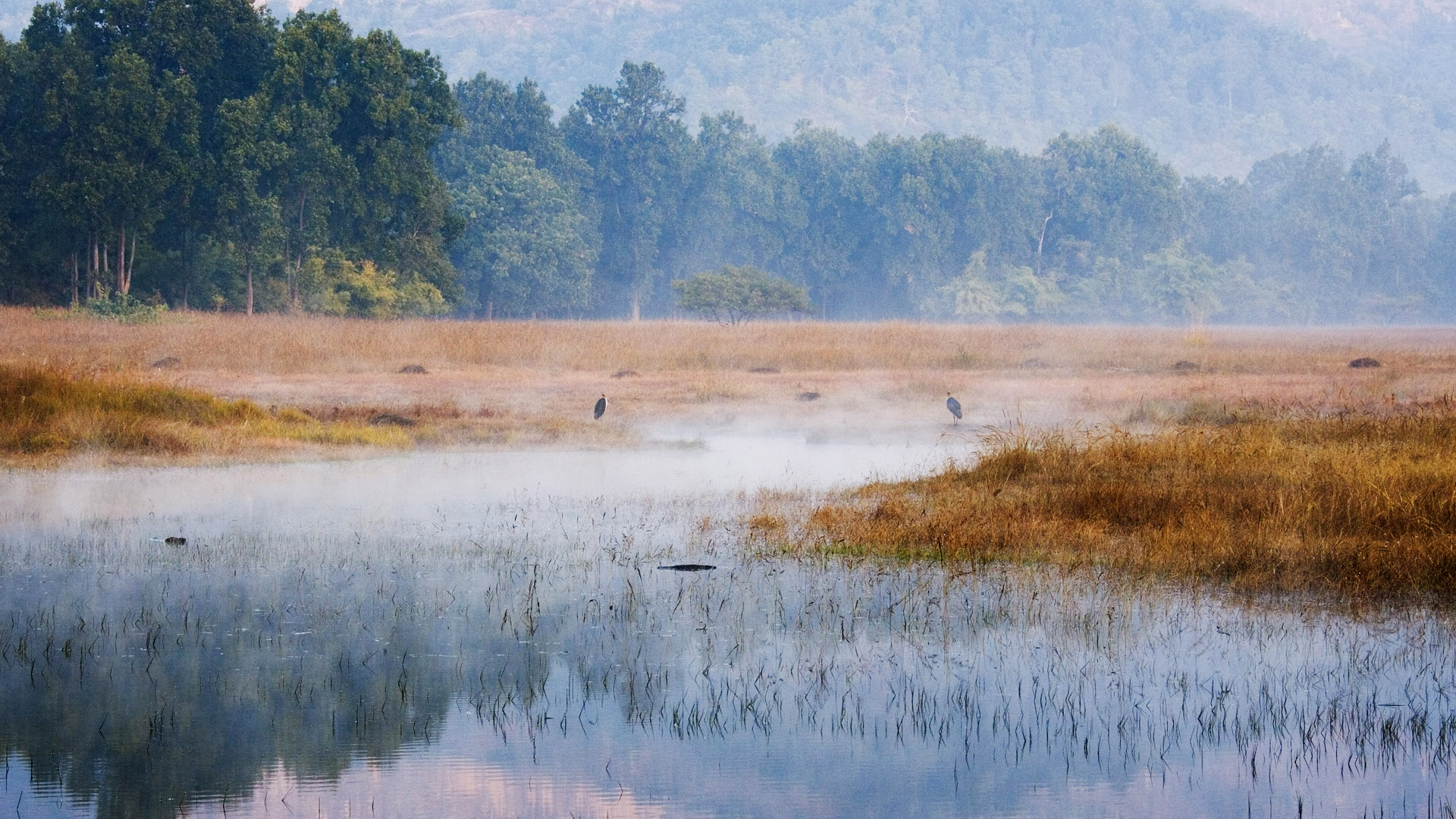 Bandhavgarh National Park Madhya Pradesh India Windows Spotlight Images