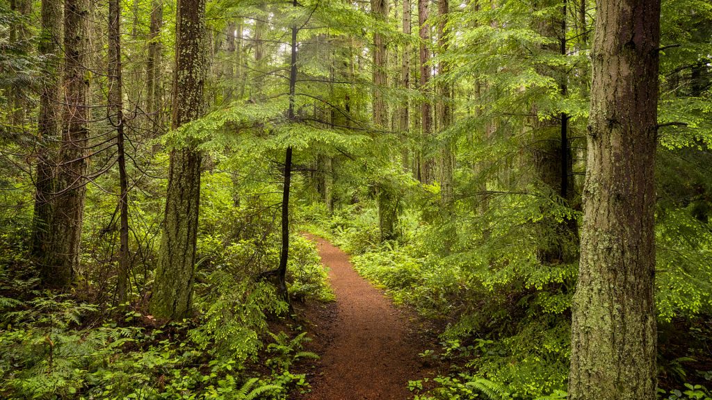 Fir, cedar and hemlock trees in rainforest in the Salish sea area of Washington state, USA
