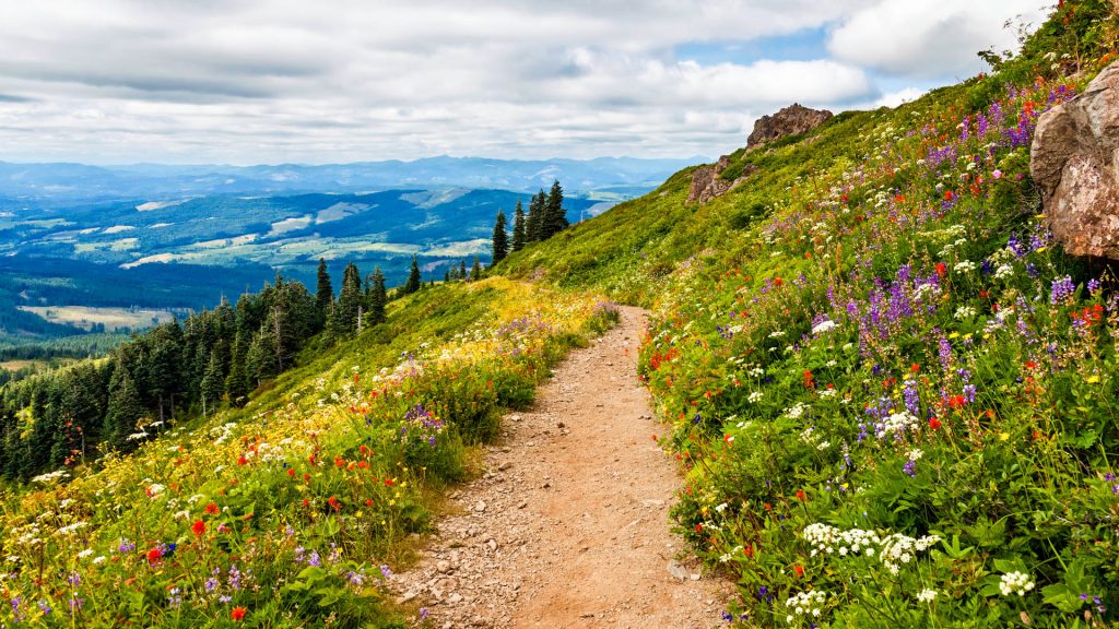Wildflowers blooming along the hillside, Silver Star Mountain Trail, Washington state, USA