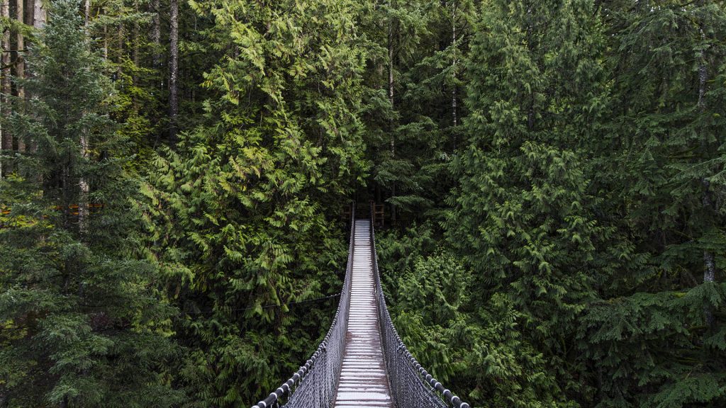 Suspension bridge in evergreen forest, Vancouver landscape, British Columbia, Canada