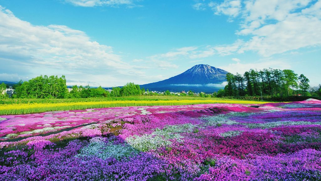 Purple flowering plants on field against blue sky, Kutchan, Japan