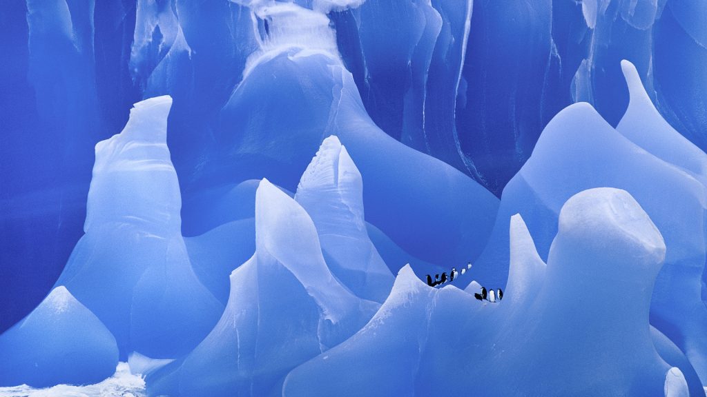 Chinstrap penguins group on iceberg (Pygoscelis antarctica), Antarctica