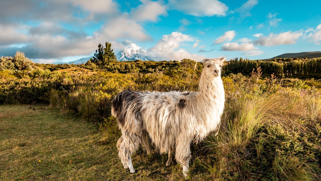 Llamas and alpacas standing in grasslands of the Cotopaxi National Park, Quito, Ecuador