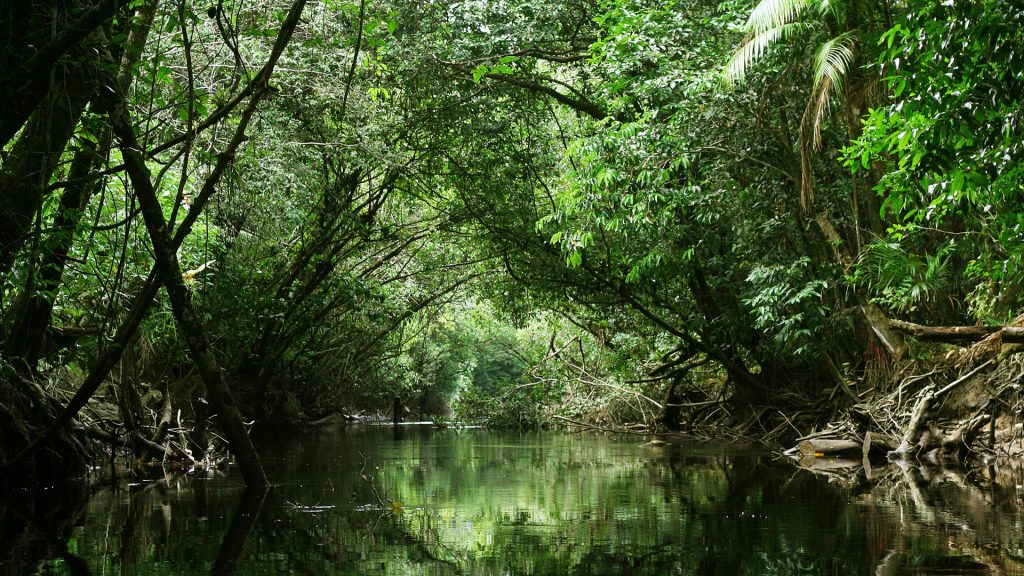 Jungle river stream through green rainforest canopy, French Guiana