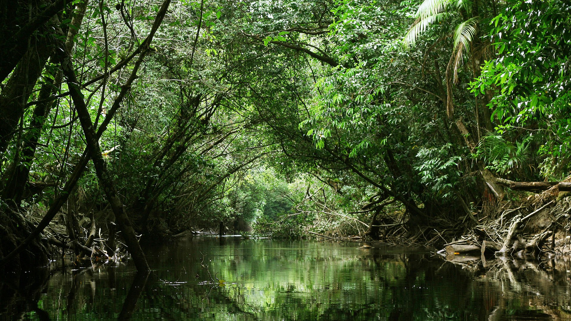 Jungle river stream through green rainforest canopy, French Guiana ...