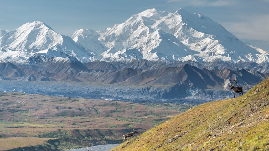 Caribou bull in front of the mount, Denali National Park and Preserve, Alaska, USA