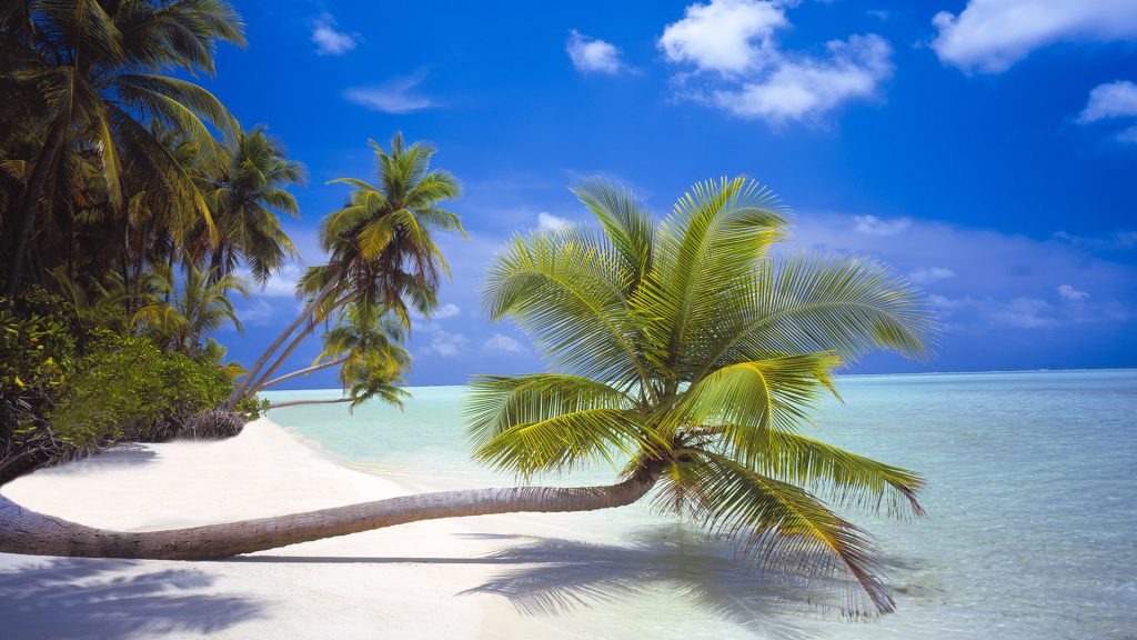 Palm trees at white sand beaches along the coastline of an island on the Maldives