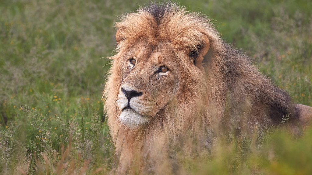 Big male lion in Mountain Zebra National Park, Eastern Cape province of South Africa