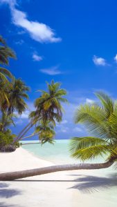 Palm Trees At White Sand Beaches Along The Coastline Of An Island On The Maldives Windows