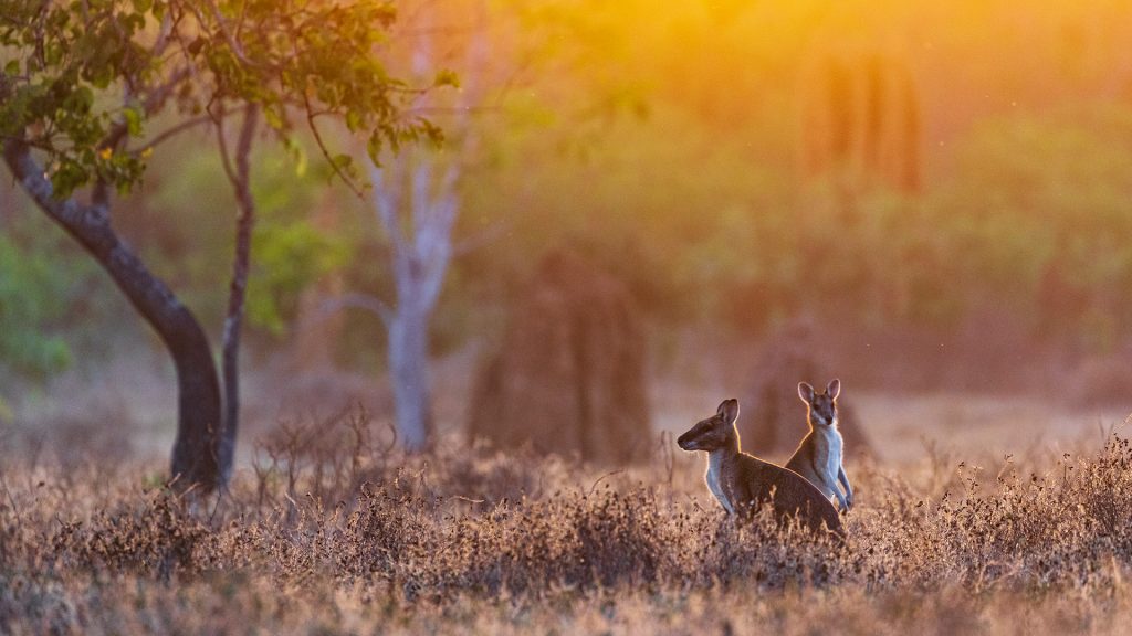 Agile Wallabies in a field at sunrise, Adelaide River, Northern Territory, Australia