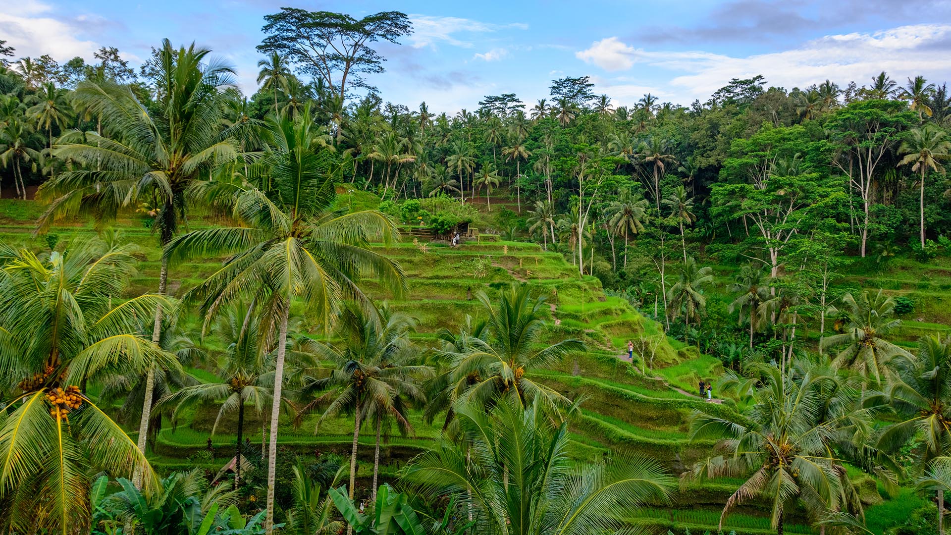 Tegalalang rice terraces on hillsides, Ubud, Bali island, Indonesia ...