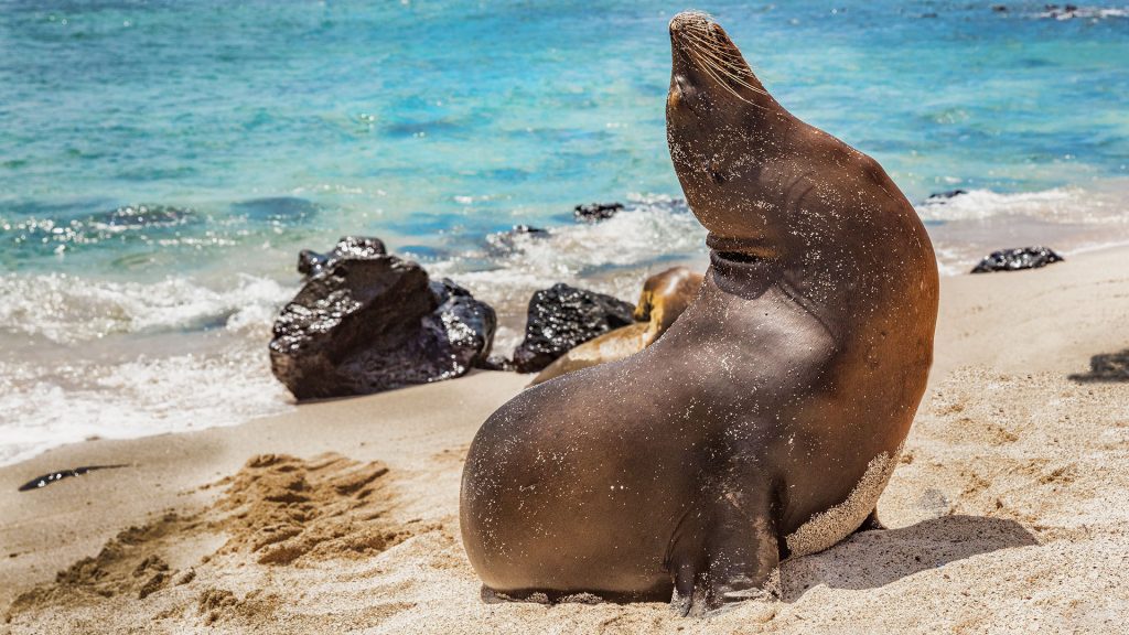 Galapagos Sea Lion In Sand Mann Beach Playa Mann San Cristobal 
