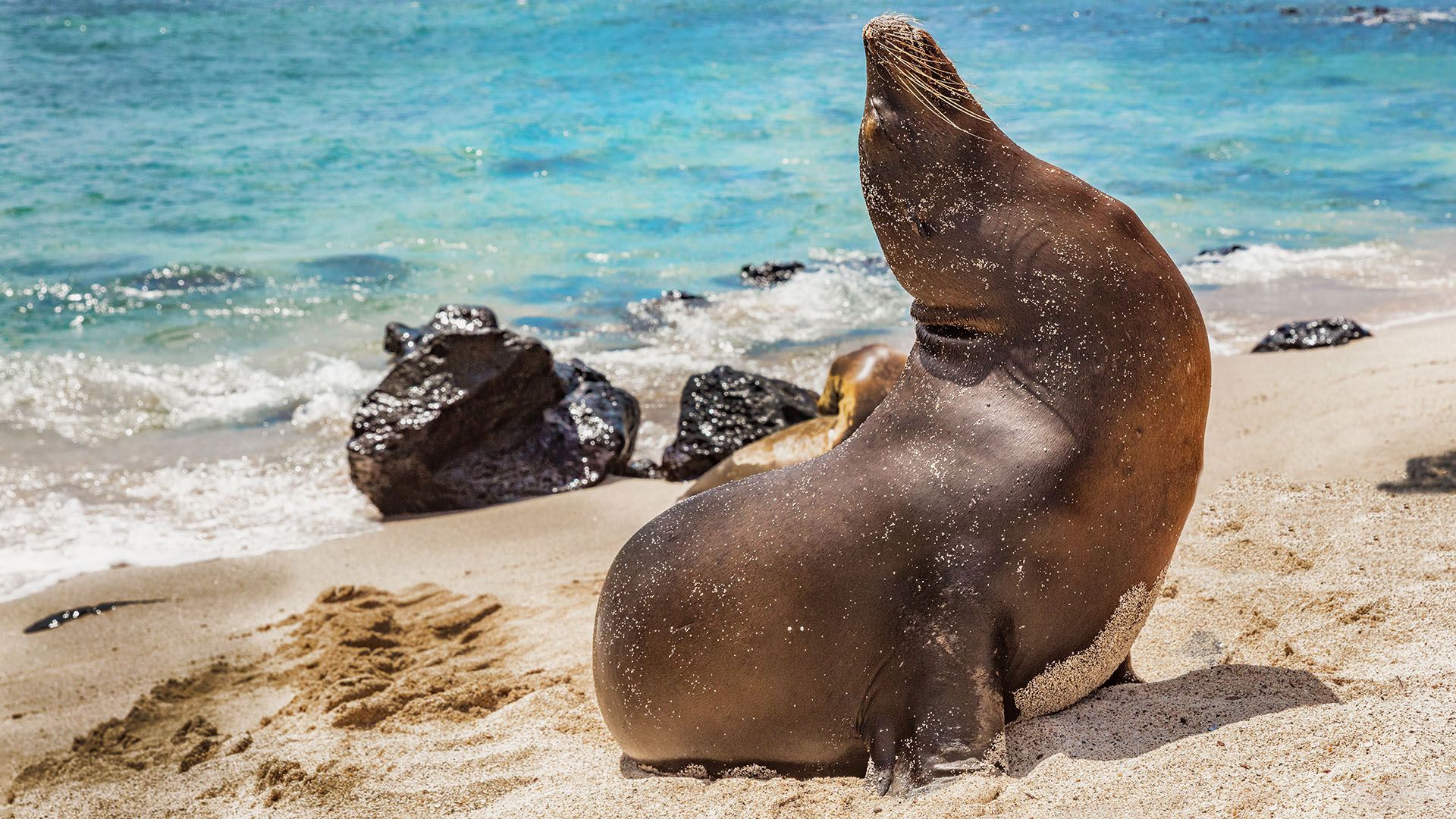 Galapagos Sea Lion in sand, Mann Beach (Playa Mann), San Cristobal