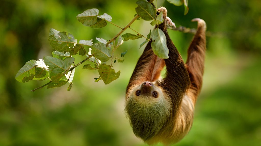 Hoffmann's two-toed sloth (Choloepus hoffmanni) in nature habitat, Sarapiquí, Costa Rica