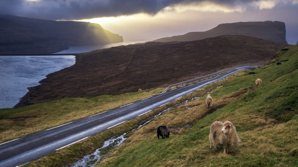 Sheep and road on seashore at sunset, Eiði, Eysturoy, Faroe Islands