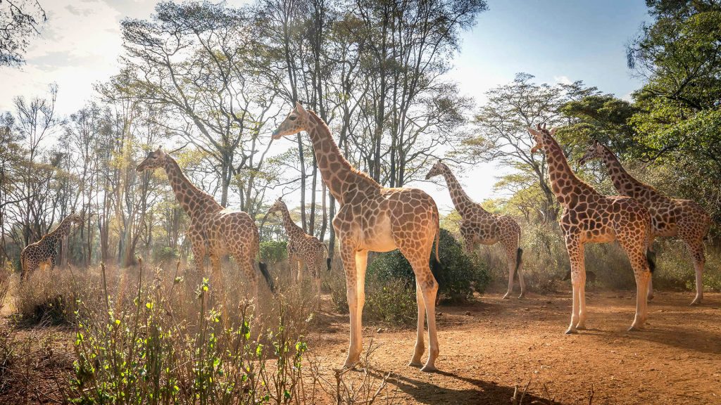 Giraffes in Nairobi National Park, Kenya