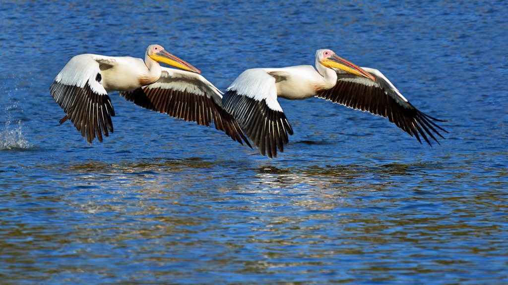 Great White Pelicans taking off in formation at Avis Dam, outskirts of Windhoek, Namibia
