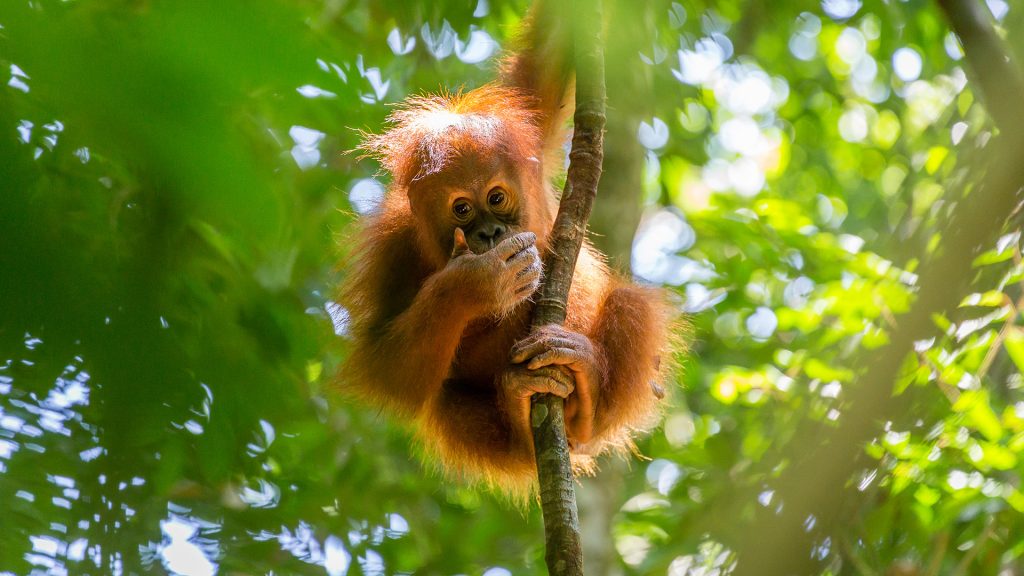 Young orangutan in Gunung Leuser National Park, Sumatra, Indonesia