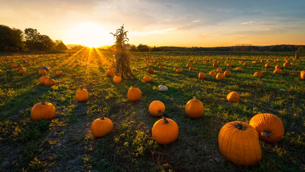 Pumpkin patch at sunset on a late afternoon in early autumn, Newton, Massachusetts, USA