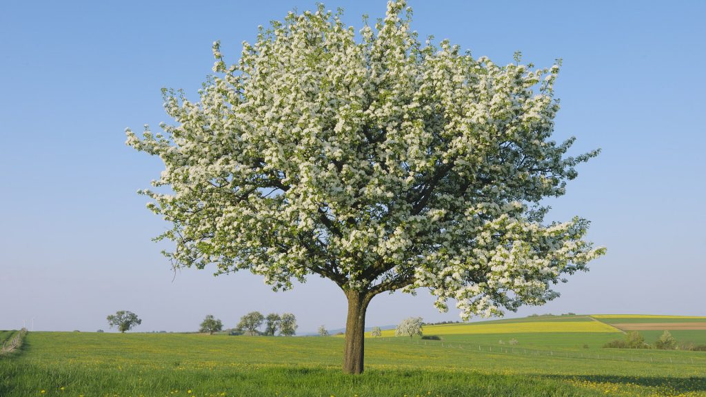 Pear tree (Pyrus spec.) in blossom, Merzig-Wadern District, Mettlach, Saarland, Germany