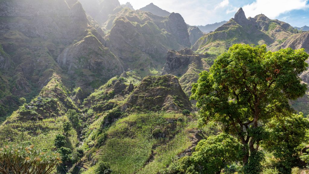 View of the Paul valley with a dragon tree, Santo Antão, Cabo Verde
