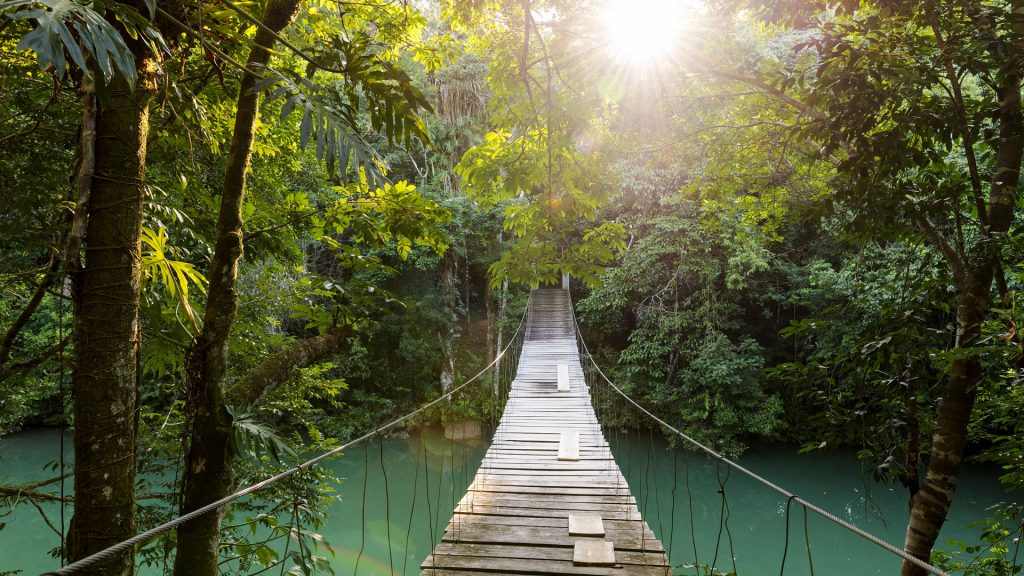 Footbridge over river in tranquil forest, Belize