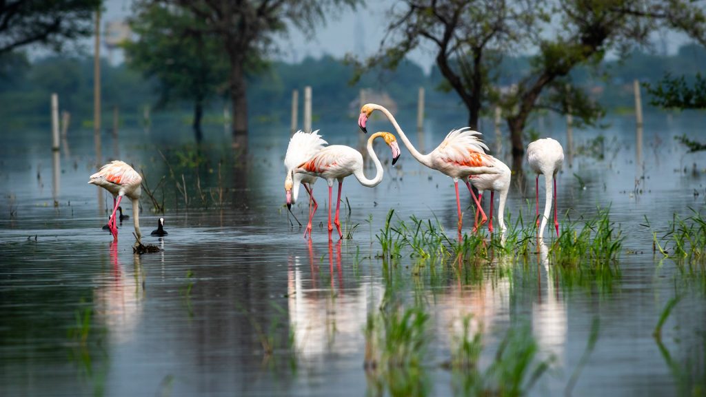 Greater flamingo at Keoladeo National Park or Bharatpur Bird Sanctuary, Rajasthan, India