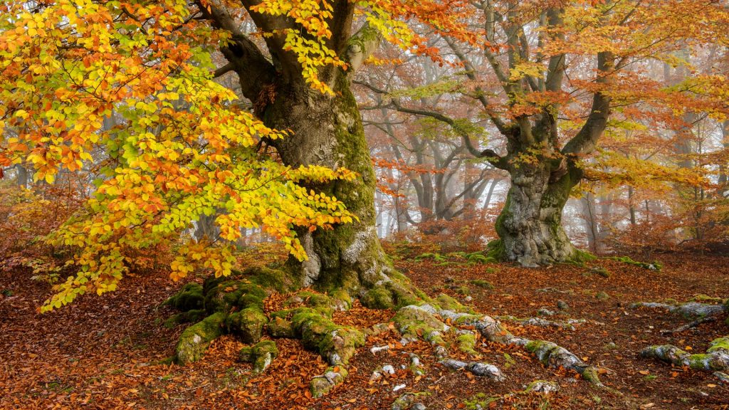 Forest in autumn with fog, Kellerwald-Edersee National Park, North Hesse, Germany