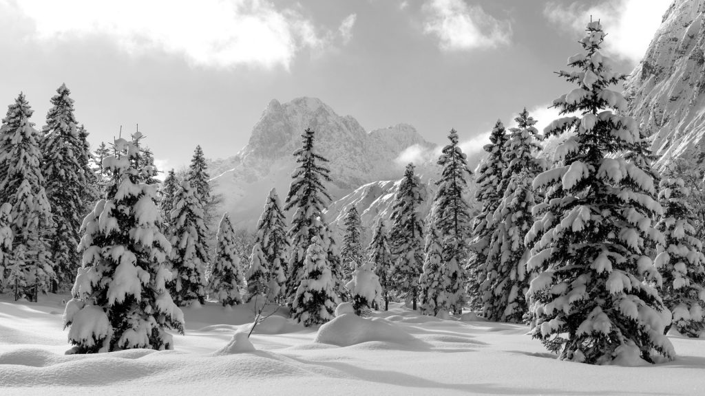 Fir trees under the snow, mountain forest in winter, Christmas landscape, Austria
