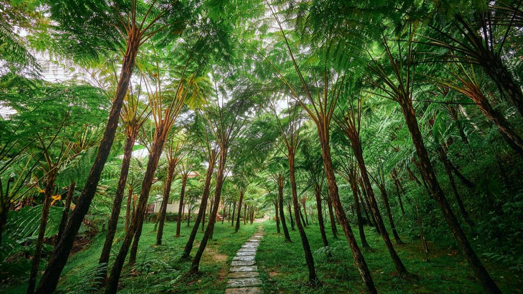 Fern forest at Doi Inthanon national park in Chiangmai province, Thailand