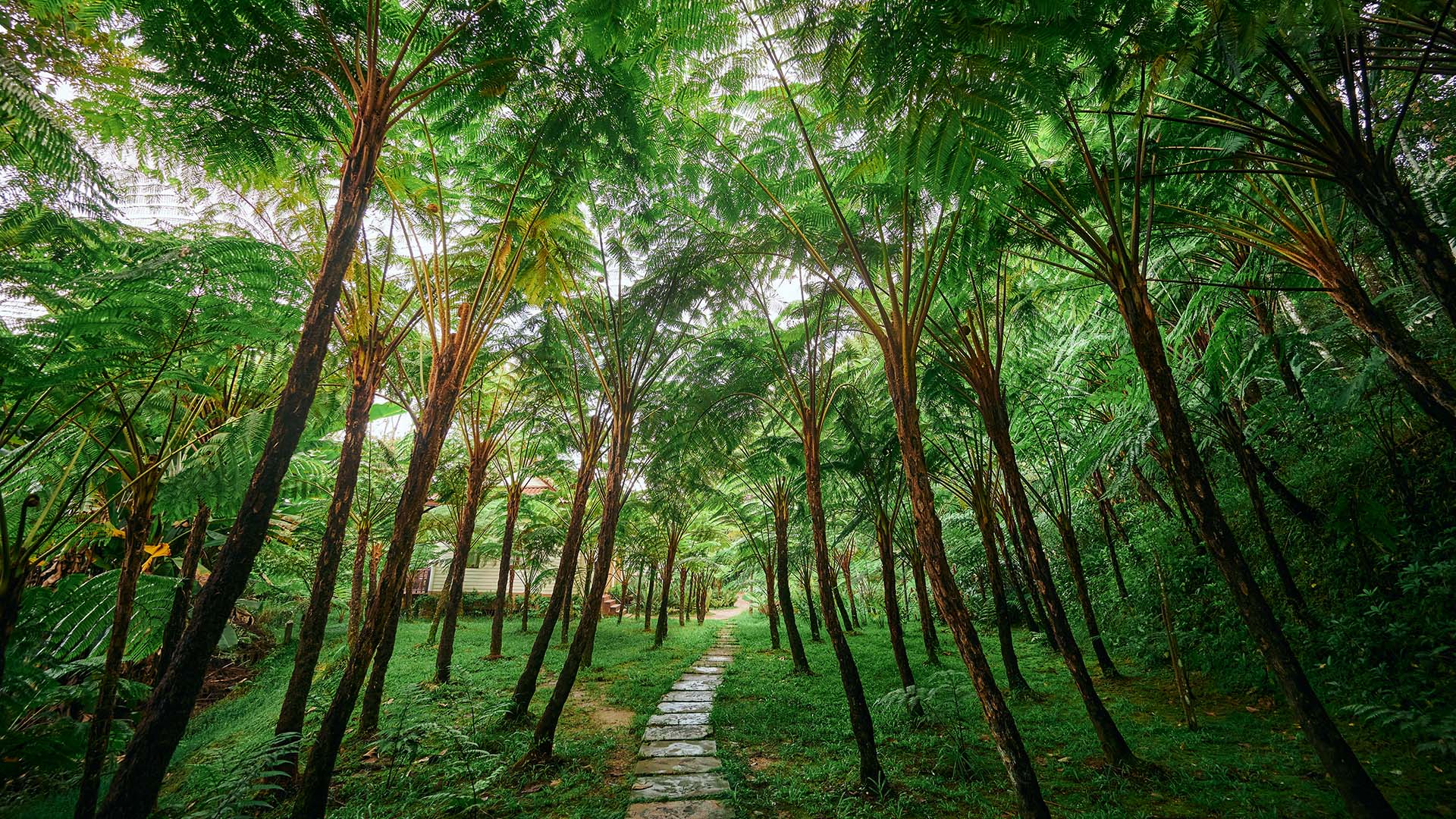 Fern forest at Doi Inthanon national park in Chiangmai province ...