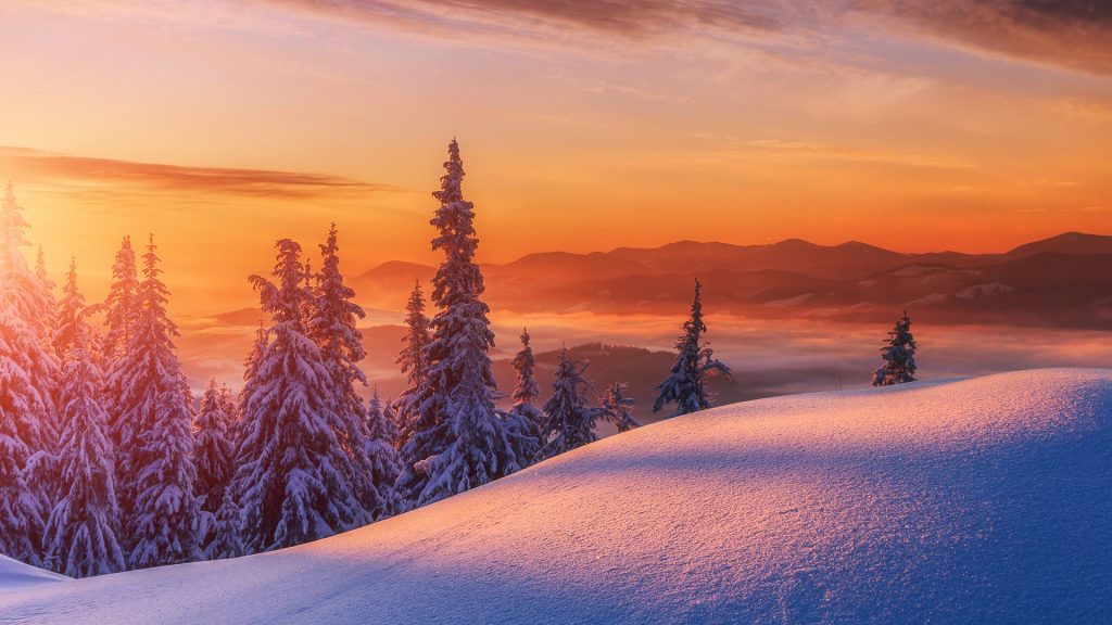 Winter mountains landscape with snow-covered pine trees at sunrise