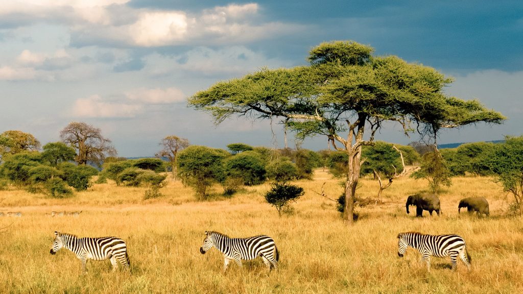Zebras family in Masai (Maasai) Mara National Reserve, Kenya