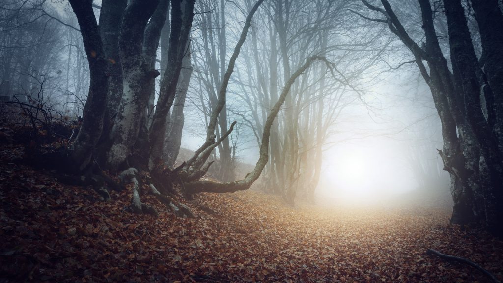 Trail through a mysterious dark old forest in fog autumn morning, Crimea, Ukraine