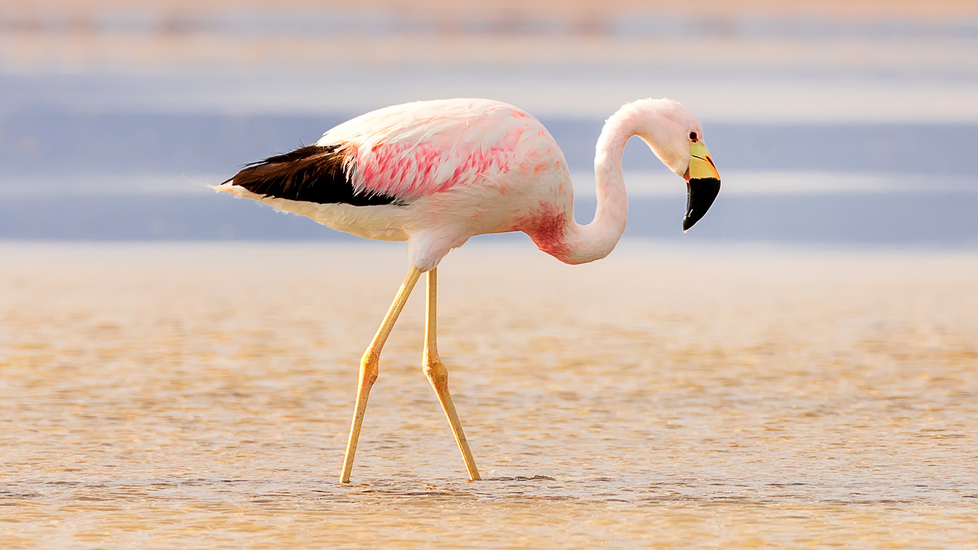 Andean Flamingo On Salt Flats Chaxa In Desert Near San Pedro De Atacama 