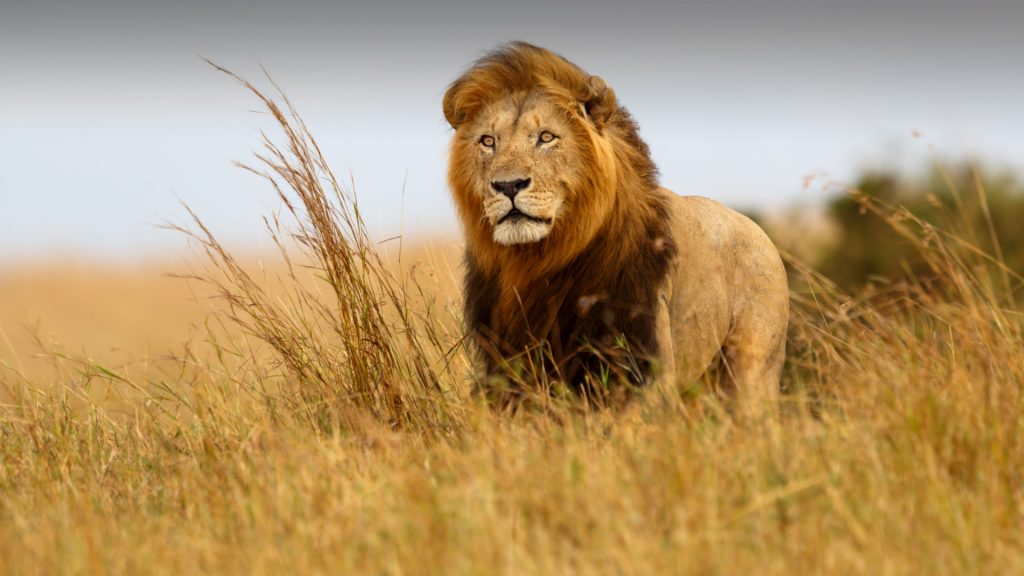 Lion in the golden grass of Masai Mara, Kenya