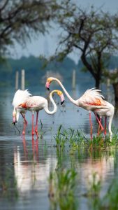 Greater flamingo at Keoladeo National Park or Bharatpur Bird Sanctuary