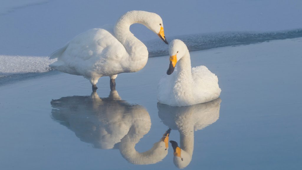 Two whooper swans in the still thermal waters at dawn, Lake Kussharo, Hokkaido, Japan