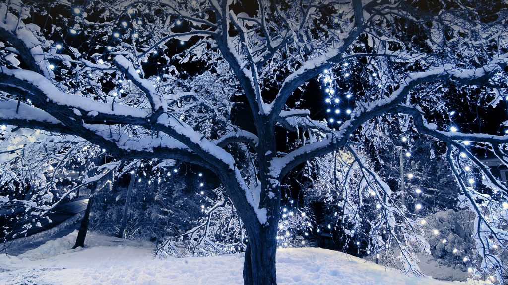 A snow covered tree outside with Christmas lights, Bracebridge, Ontario, Canada