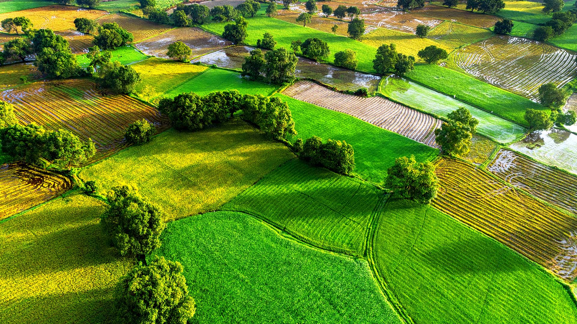 Aerial View Of Rice Fields In Mekong Delta Tri Ton Town An Giang 