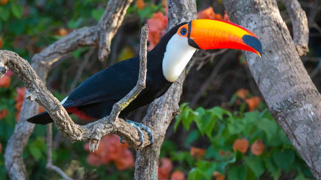 Toco toucan (Ramphastos toco) on a tree branch, Pantanal, Mato Grosso do Sul, Brazil