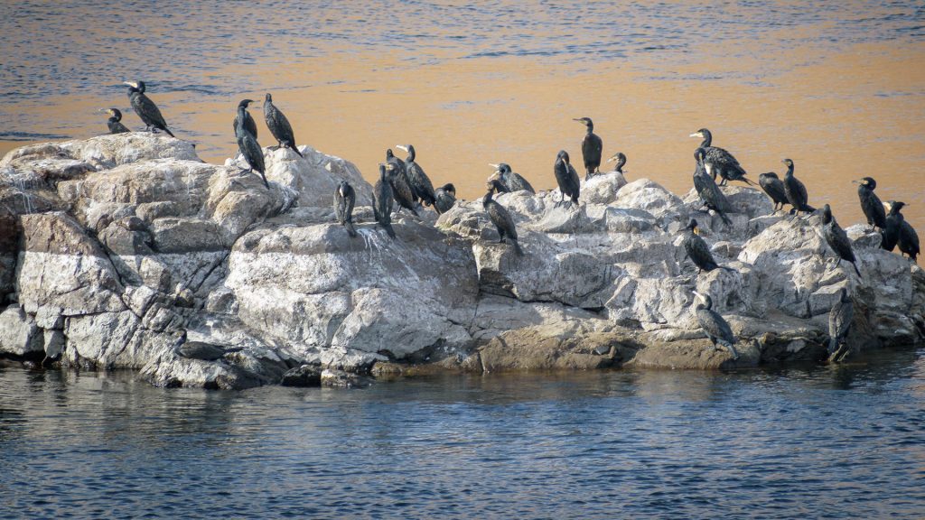 Great cormorants warming in the sun of Aswan on a rock in the middle of Nile, Egypt