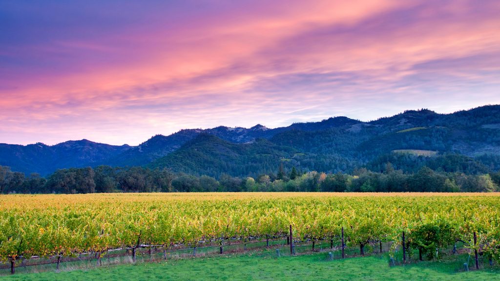 Sunrise over Napa Valley vineyard with fall color, California, USA